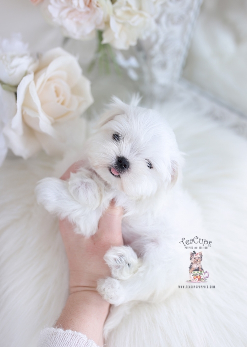 maltese teacup puppies boutique