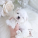 maltese teacup puppies boutique