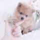 merle pomeranian puppy