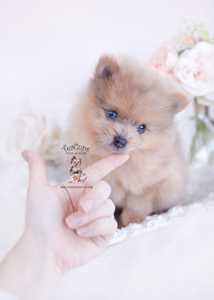 merle pomeranian puppy