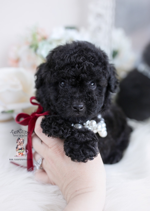 black toy poodle puppy