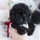 black toy poodle puppy