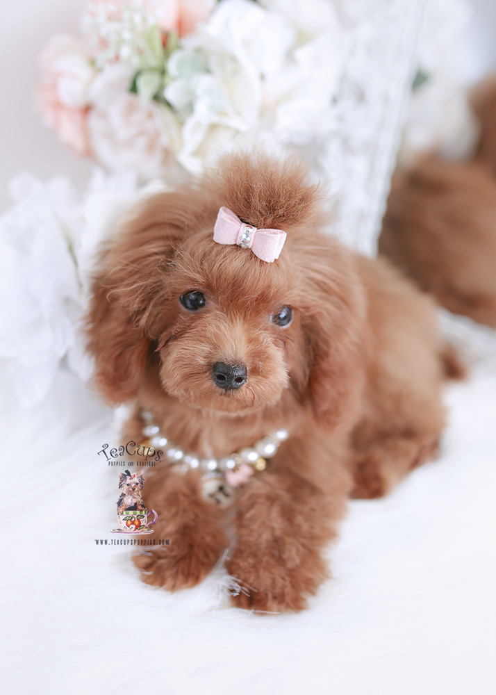 Micro teacup poodle hotsell