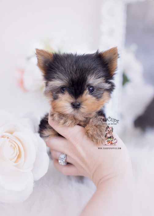 teacup yorkies