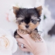 teacup yorkies