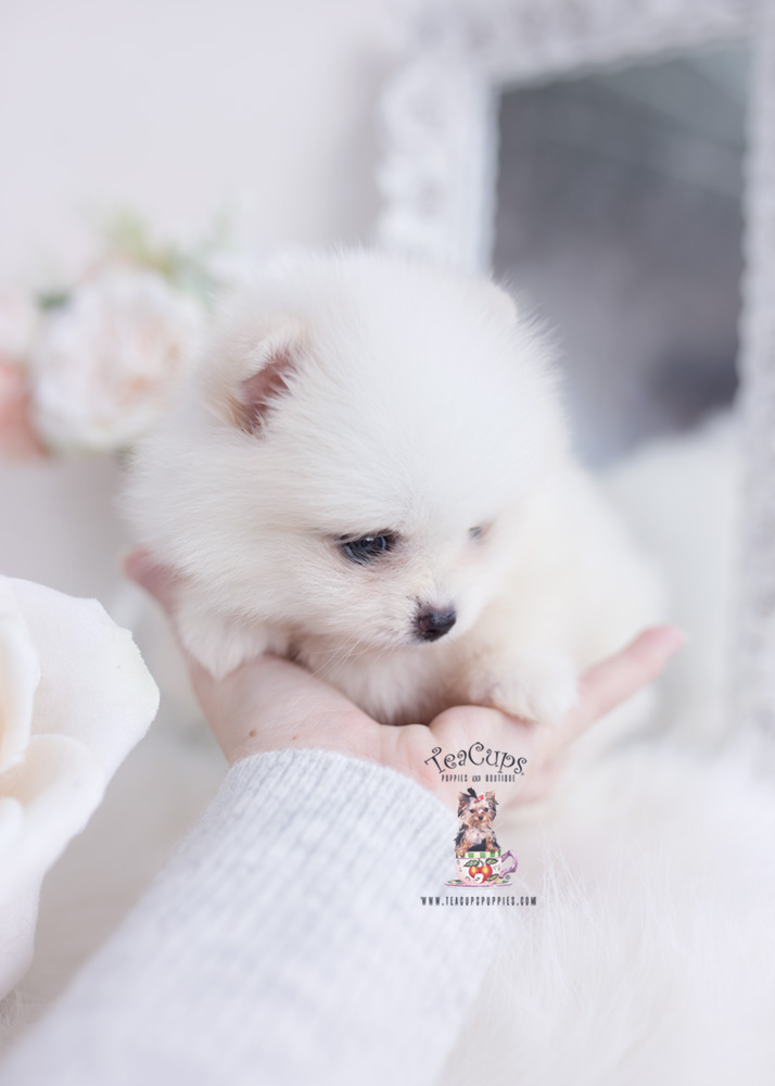 white pomeranian teacup puppies