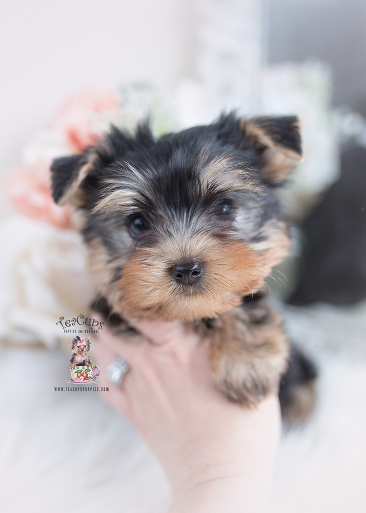 Micro Teacup Yorkie Breeder Teacup Puppies & Boutique