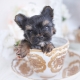 yorkie teacup puppies for sale