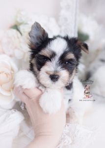 parti yorkie breeder