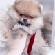 fluffy pomernaian puppy