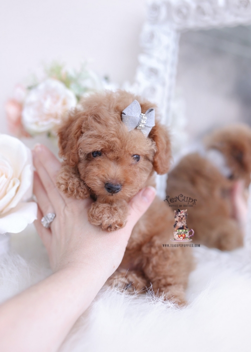 tiny poodle puppy