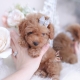 tiny poodle puppy