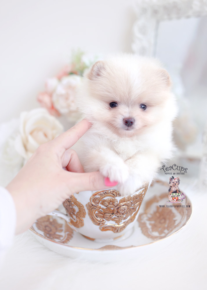 pomeranianpuppyforsale271 Teacup Puppies & Boutique