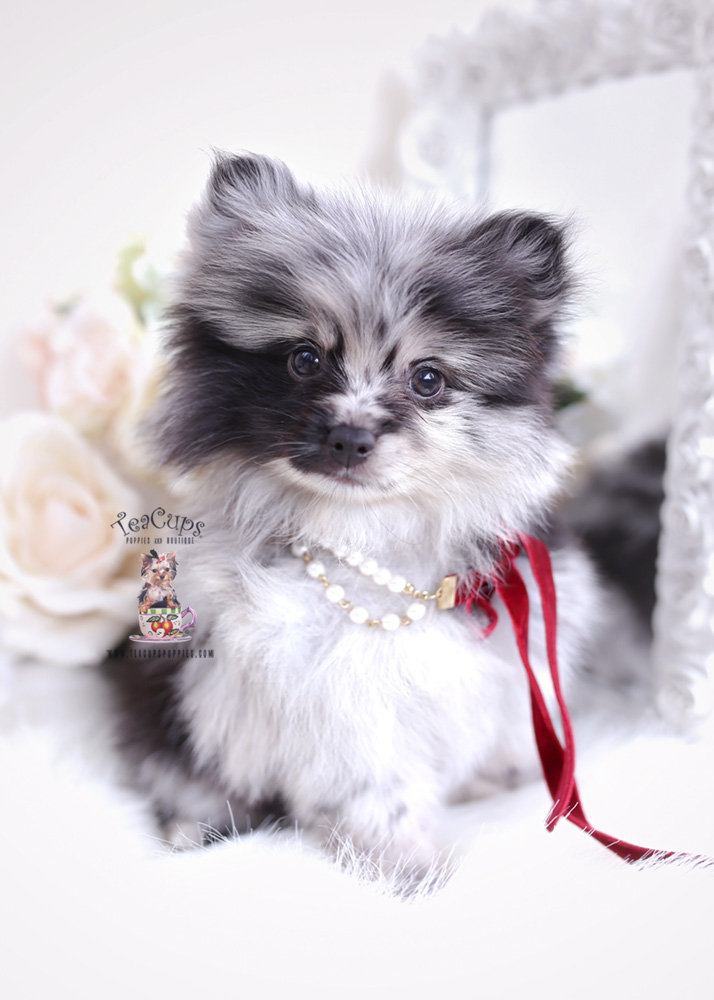 merle pomeranian puppy