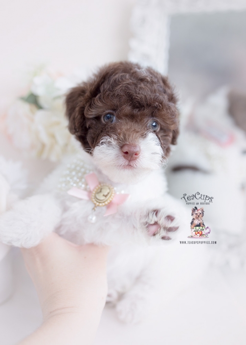 toy poodle puppy