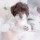 toy poodle puppy