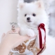 pomeranian puppy teacup puppies