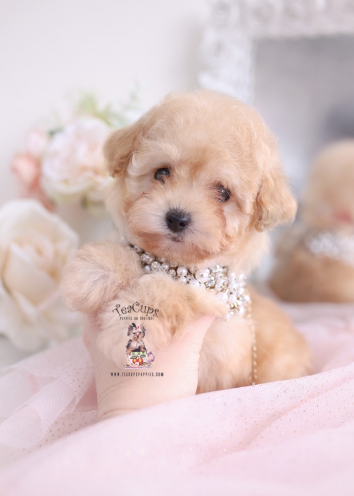 apricot toy poodle