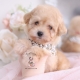 apricot toy poodle