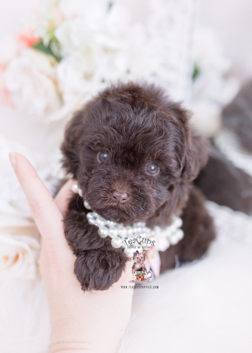 chocolate toy poodle puppy