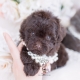 chocolate toy poodle puppy