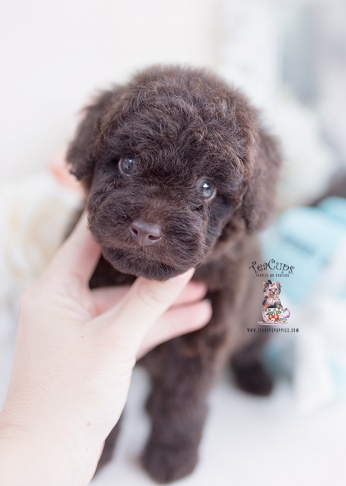 chocolate poodle puppy