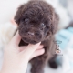 chocolate poodle puppy