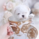 teacup maltese puppies