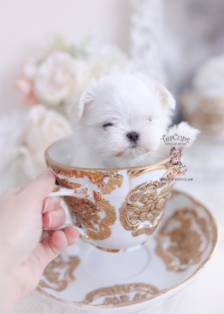 teacup maltese puppies