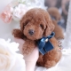 red toy poodle puppy