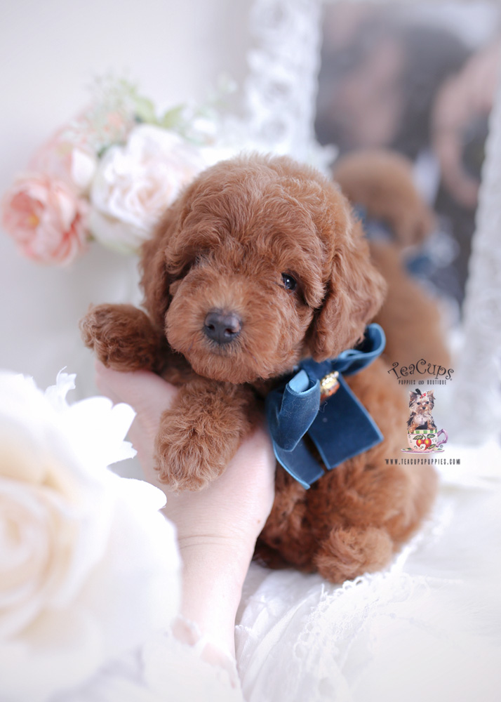 red toy poodle puppy