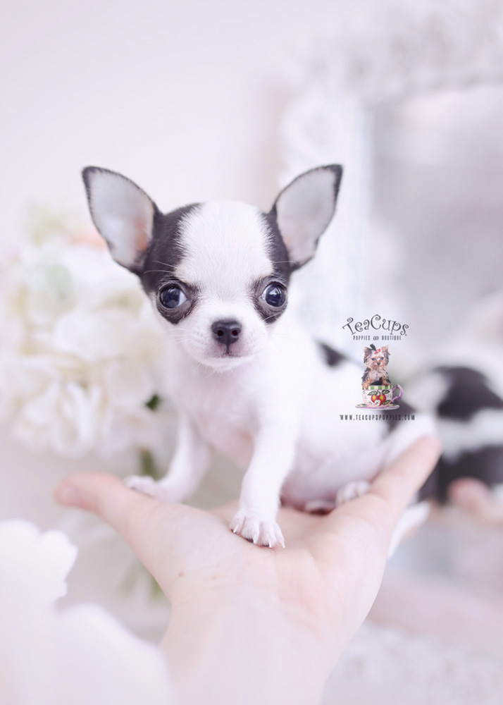 Teacup Chihuahuas for Sale