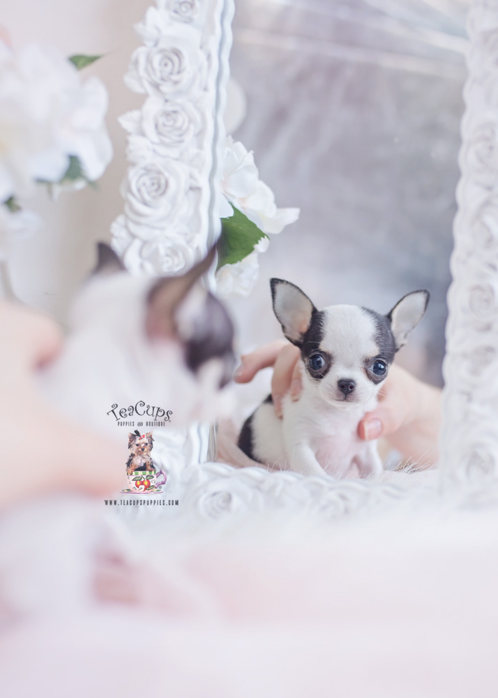 teacup chihuahua puppy