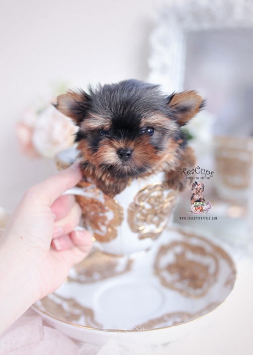 tiny teacup yorkie puppy