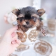 tiny teacup yorkie puppy