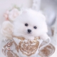 white pomeranian teacup puppies