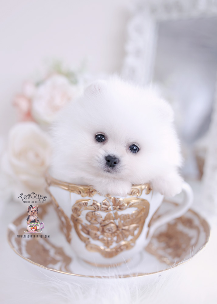 white pomeranian teacup puppies