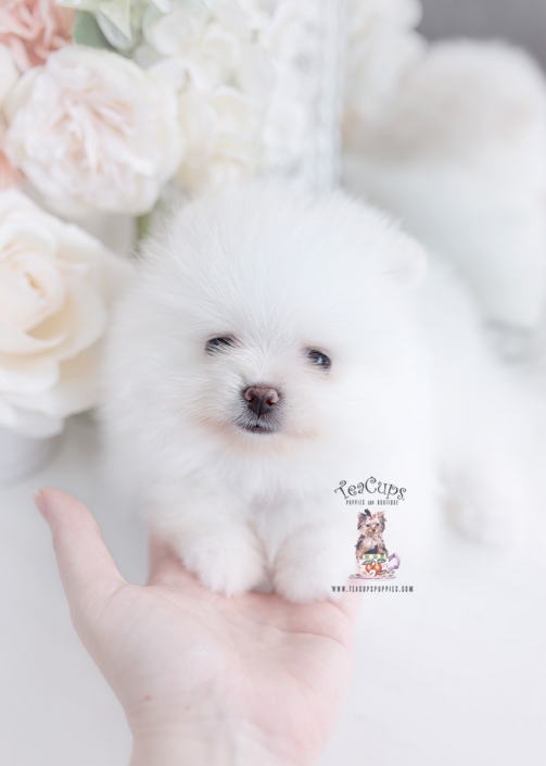 white pomeranian puppy teacups