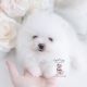 white pomeranian puppy teacups