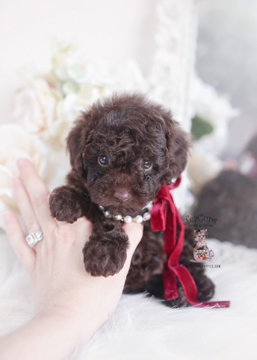 chocolate poodle puppy