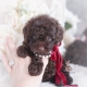 chocolate poodle puppy