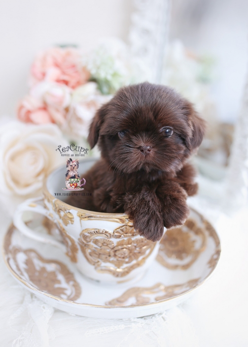 chocolate shih tzu puppy