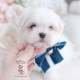 maltese puppy