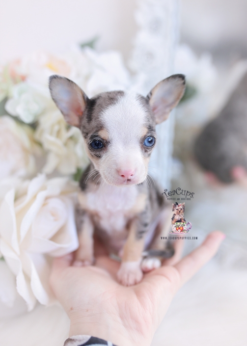 merle chihuahua puppy