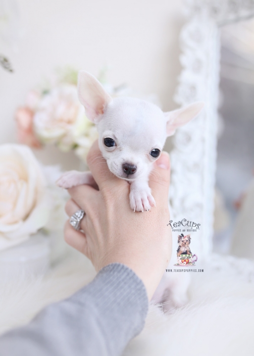 teacup chihuahua puppies for sale in kraaifontein