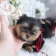 tiny yorkie puppy