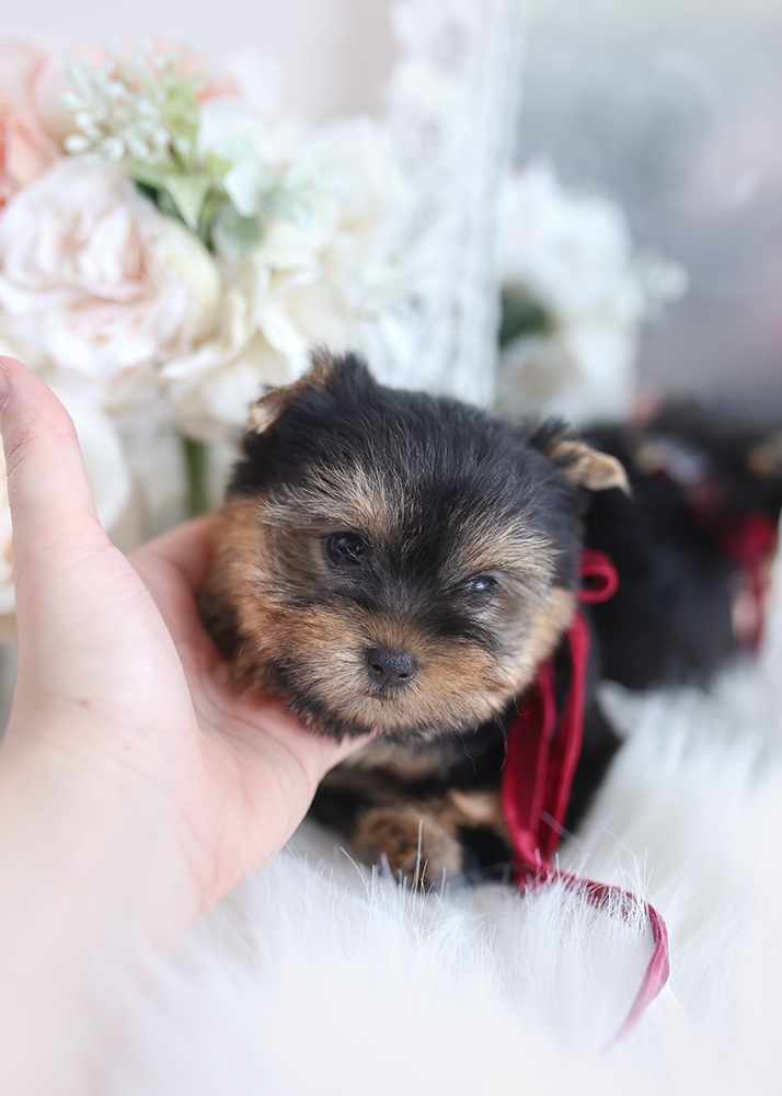 tiny yorkie puppy