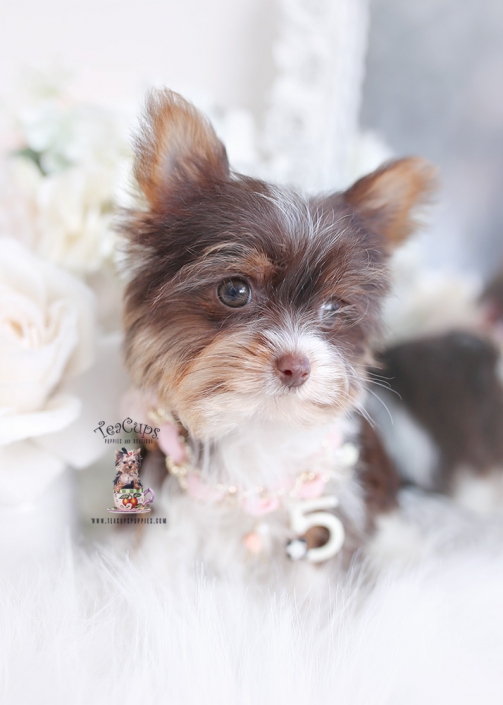 minicher yorkie