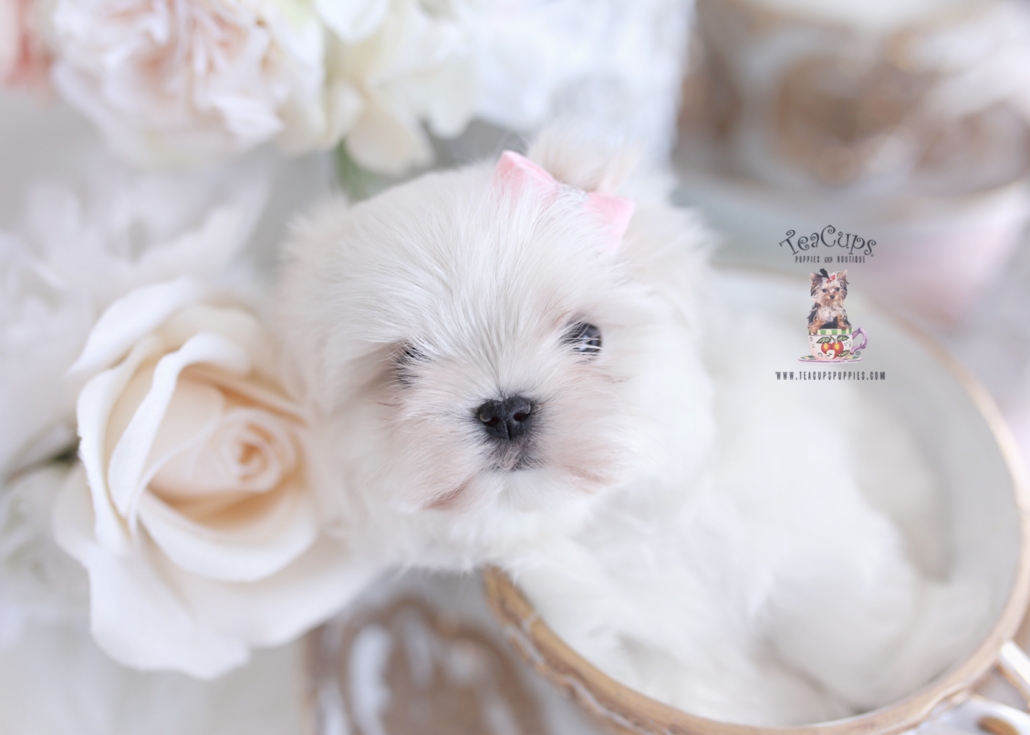 maltesepuppyforsaleteacuppuppies091b Teacup Puppies & Boutique