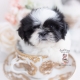 shih tzu puppy for sale